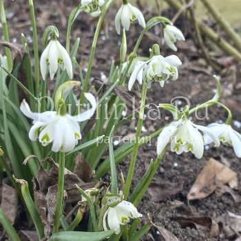 Подснежник махровый (G. nivalis Flore Pleno)