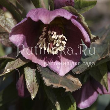 Морозник восточный Spring Charm (Helleborus orientalis Spring Charm)