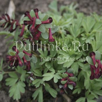 Хохлатка Boyar (Corydalis hybrid Boyar)