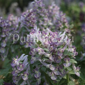 Хохлатка плотная Сиреневый туман