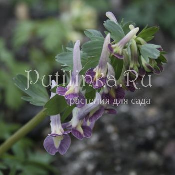 Хохлатка плотная Сиреневый туман