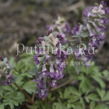 Хохлатка плотная Сиреневый туман