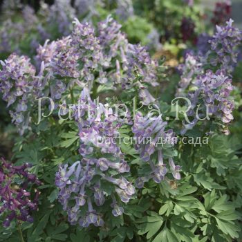 Хохлатка плотная Сиреневый туман