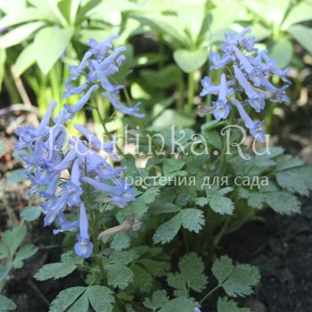 Хохлатка сомнительная (C. ambigua)