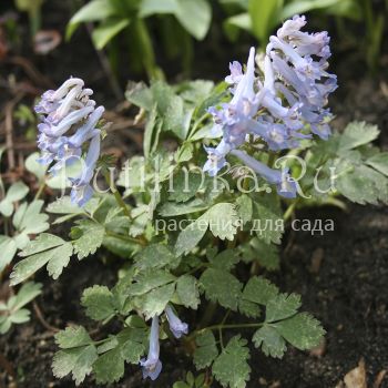 Хохлатка сомнительная (C. ambigua)