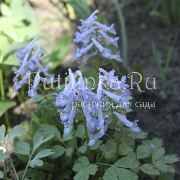 Хохлатка сомнительная (C. ambigua)