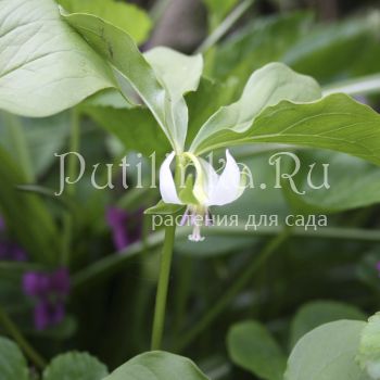 Триллиум поникший  (Trillium cernuum)