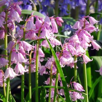 Гиацинтелла  (Hyacinthoides f. Rosea)