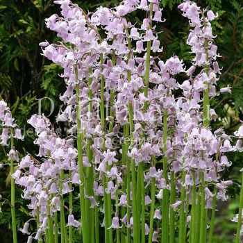 Гиацинтелла  (Hyacinthoides f. Rosea)