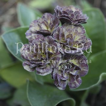 Примула ушковая Lincoln Melody (Primula auricula Lincoln Melody)