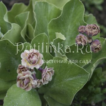 Примула ушковая (Primula auricula Samantha)