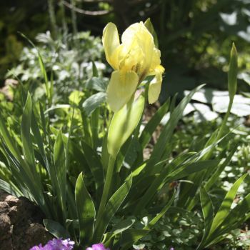 Ирис Райхенбаха (Iris reichenbachii)