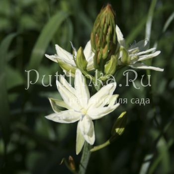 Камассия Лейхтлина Semiplena (Camassia leichtlinii Semiplena)