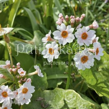 Примула японская Alba (Primula japonica Alba)