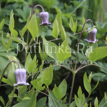 Клематис Фремонта (Clematis fremontii)