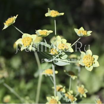 Володушка золотистая Bronze Beauty (Bupleurum longifolium Bronze Beauty)