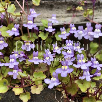 Цимбалярия постенная (Cymbalaria muralis)