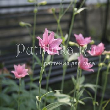 Дельфиниум Руси (Delphinium ruysii Pink Sensation)