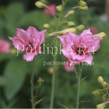 Дельфиниум Руси (Delphinium ruysii Pink Sensation)