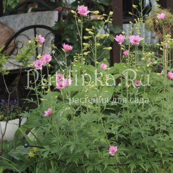 Дельфиниум Руси (Delphinium ruysii Pink Sensation)