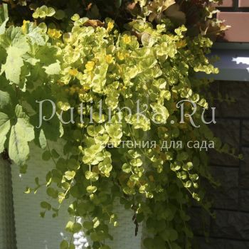 Вербейник монетчатый Aurea