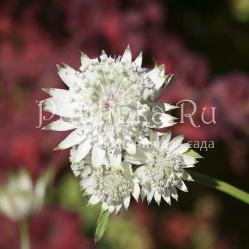 Астранция гибридная Alba (Astrantia hybride Alba)