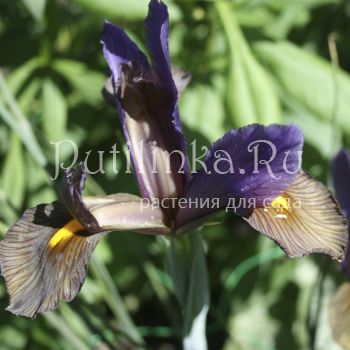 Ирис голландский Eye of the Tiger (Iris Hollandica Eye of the Tiger)