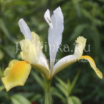 Ирис голландский Shooting Stars (Iris Hollandica Shooting Stars)