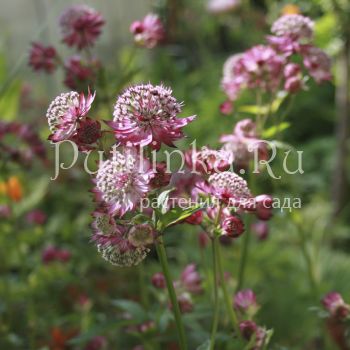 Астранция гибридная Star of Pink (Astrantia hybride Star of Pink)