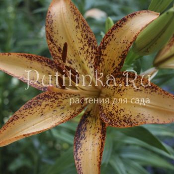 Лилия Tango Kentucky (Lilium Tango Kentucky)