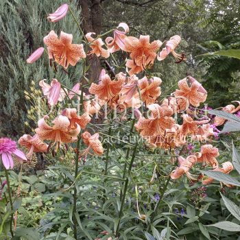 Лилия тигровая Tiger Babies (Lilium Tiger Babies)