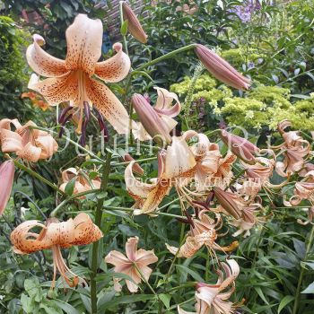 Лилия тигровая Tiger Babies (Lilium Tiger Babies)