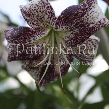 Лилия Purple Life (Lilium Purple Life)