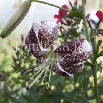 Лилия Purple Life (Lilium Purple Life)