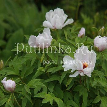 Пион древовидный Feng Dan Bai (Paeonia suffruticosa Feng Dan Bai)