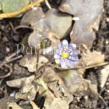 Печеночница благородная Серая шейка (Hepatica nobilis var.nobilis series Seraja Shejka)