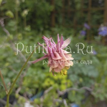 Аквилегия Барнеби (Aquilegia barnebyi)