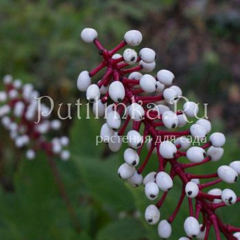 Воронец толстоногий (Actaea pachypoda alba)