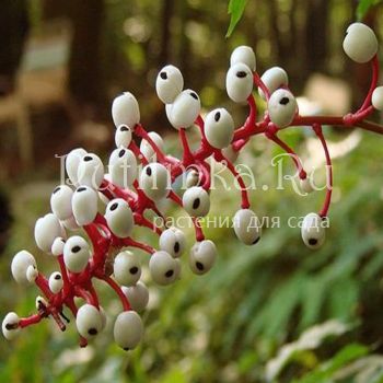 Воронец толстоногий (Actaea pachypoda alba)