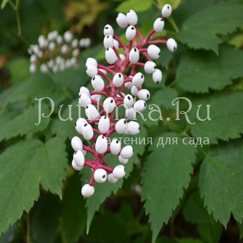 Воронец толстоногий (Actaea pachypoda alba)