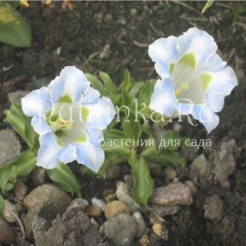 Горечавка бесстебельная Arctic Fontane (Gentiana acaulis Arctic Fontane)