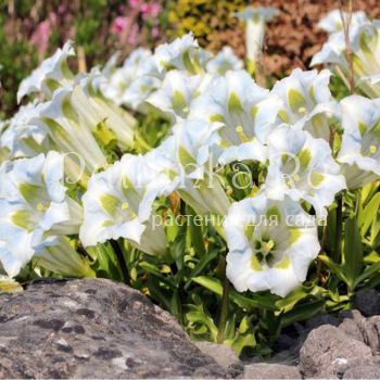 Горечавка бесстебельная Arctic Fontane (Gentiana acaulis Arctic Fontane)