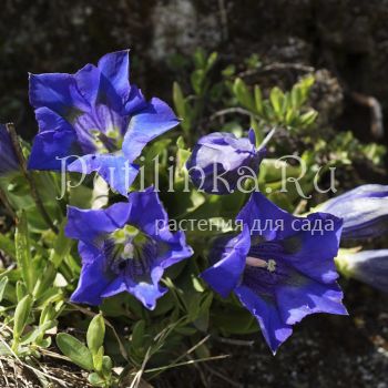 Горечавка бесстебельная (Gentiana acaulis)