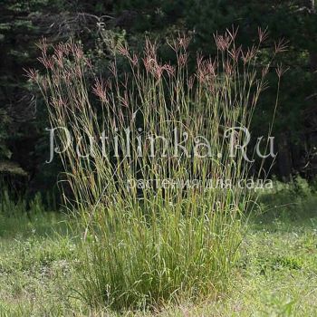 Бородач Жерара (Andropogon gerardii)