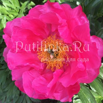 Пион Paula Fay (Paeonia Paula Fay)