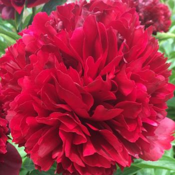 Пион Red Grace (Paeonia Red Grace)