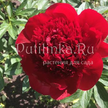 Пион Red Charm (Paeonia Red Charm)