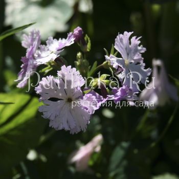 Примула Зибольда (Primula sieboldii) 22