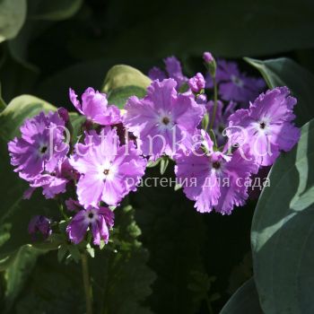 Примула Зибольда (Primula sieboldii) 23