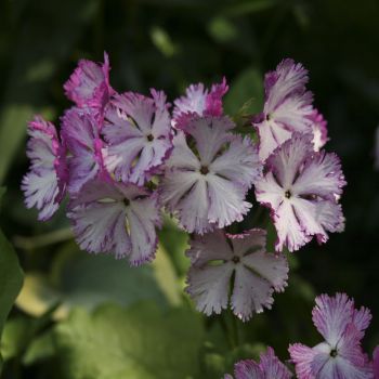 Примула Зибольда (Primula sieboldii) 24